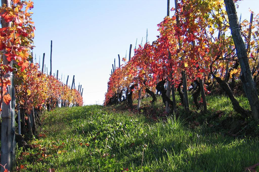 Cascina Rocca Agriturismo B&B ลามอร์รา ภายนอก รูปภาพ